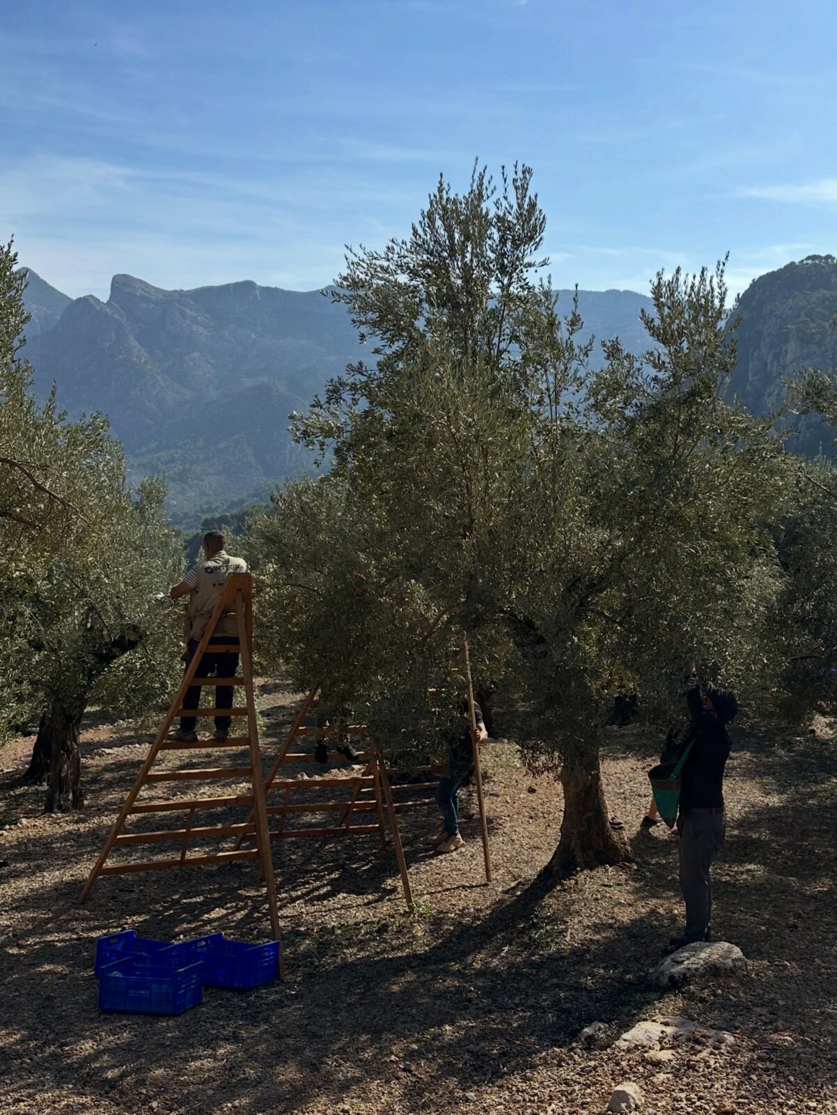 En marxa la temporada de collir oliva verda