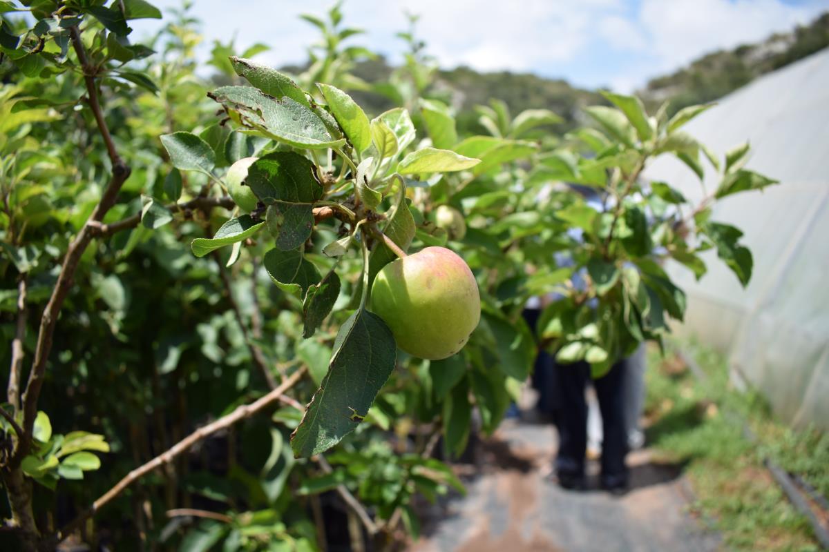 Menorca destina 20.000 euros a conservar les varietats locals d’arbres fruiters