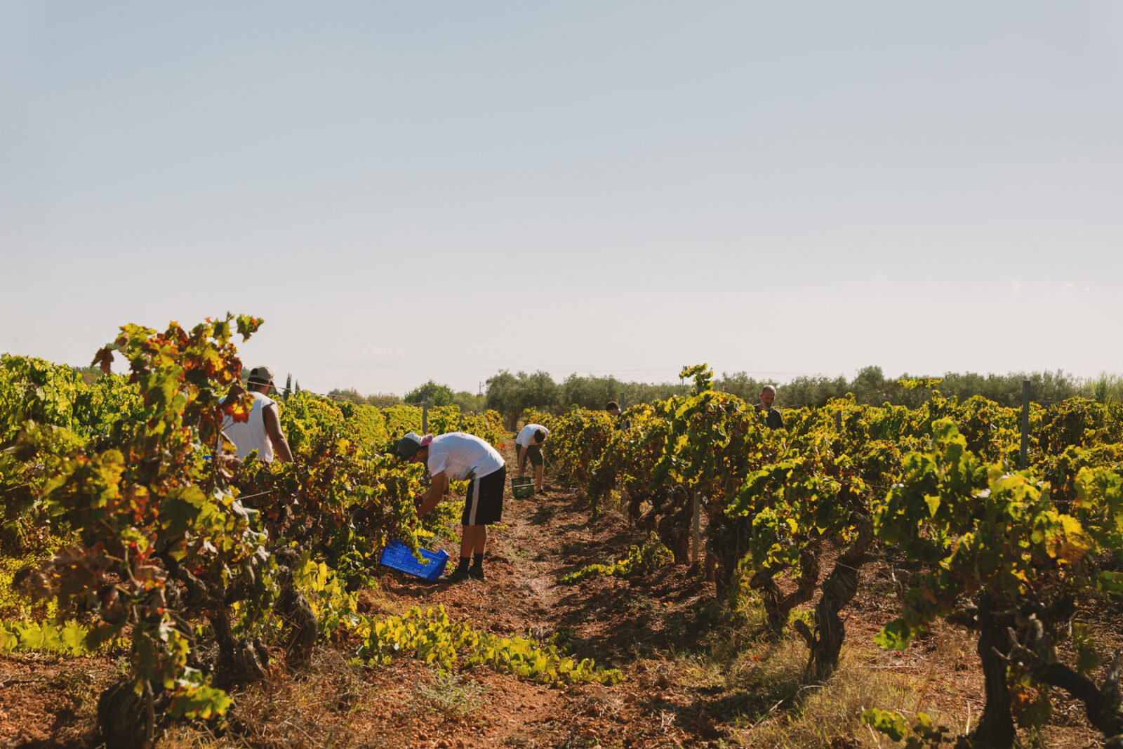 La DO Binissalem tanca la verema amb una qualitat excel·lent malgrat les onades de calor
