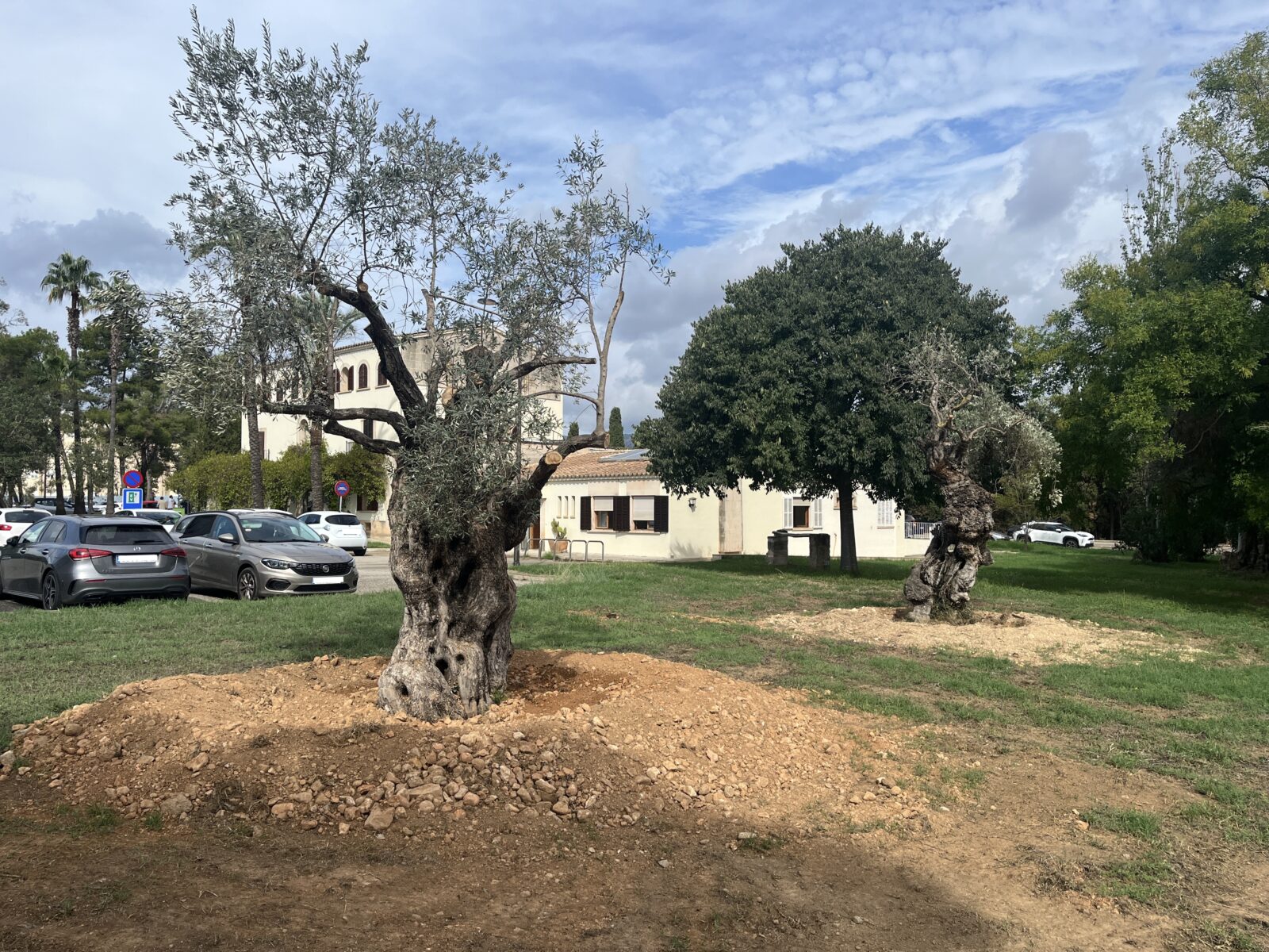 La UIB transplanta quatre arbres per evitar quedar afectats per les obres
